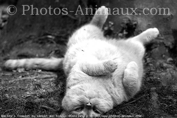 Photo de British shorthair