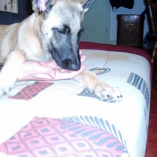 Photo de Berger belge malinois