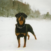 Photo de Rottweiler