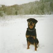 Photo de Rottweiler