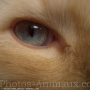 Photo de Ragdoll