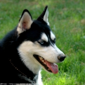 Photo de Husky siberien