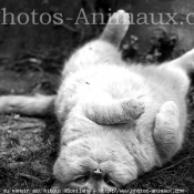 Photo de British shorthair