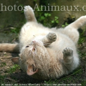 Photo de British shorthair