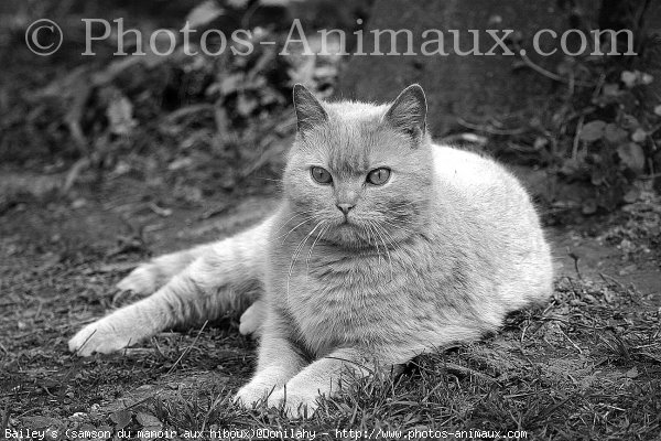 Photo de British shorthair