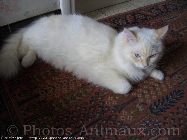 Photo de Ragdoll