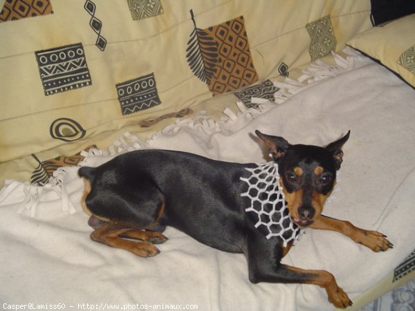 Photo de Pinscher nain