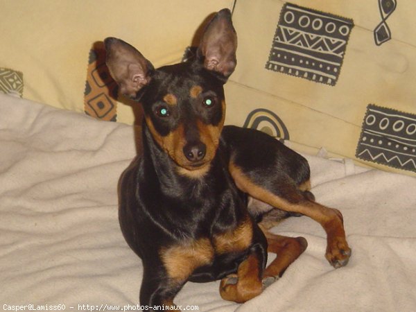 Photo de Pinscher nain