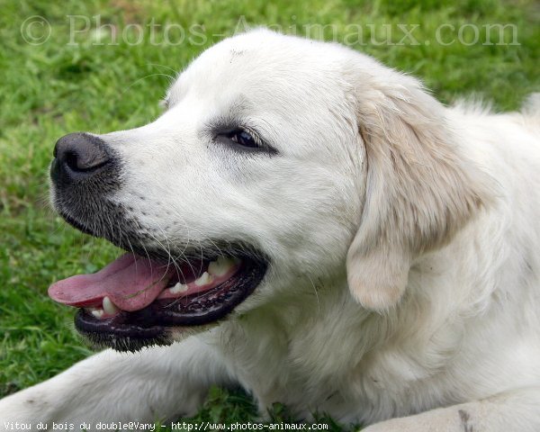 Photo de Golden retriever