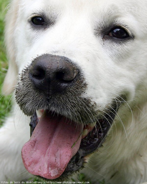 Photo de Golden retriever