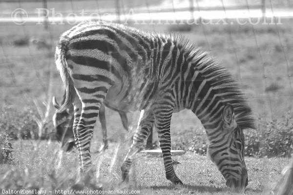 Photo de Zebre