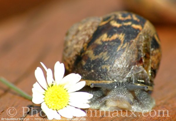 Photo d'Escargot