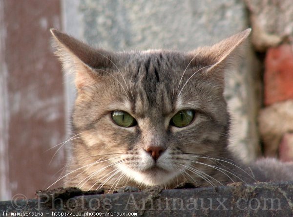 Photo de Chat domestique