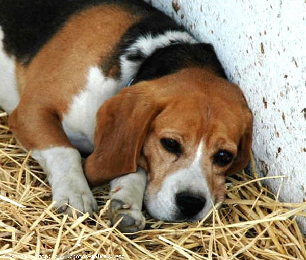 Photo de Beagle