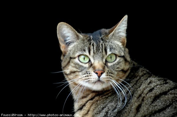 Photo de Chat domestique