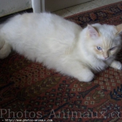 Photo de Ragdoll