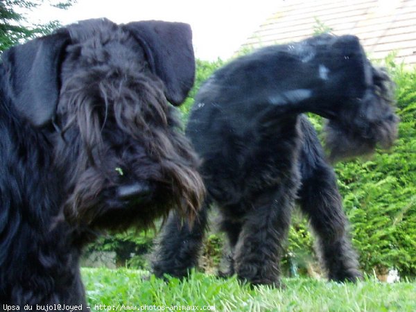 Photo de Schnauzer gant