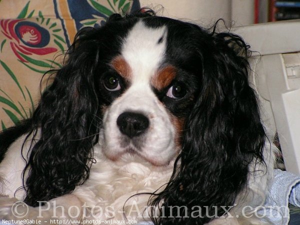 Photo de Cavalier king charles spaniel