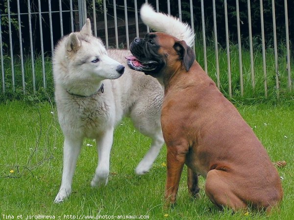 Photo de Races diffrentes