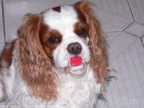 Photo De Cavalier King Charles Spaniel Tony N Sur Photos Animaux Com