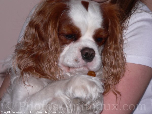 Photo de Cavalier king charles spaniel