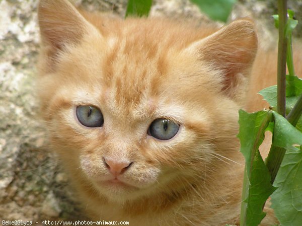 Photo de Chat domestique