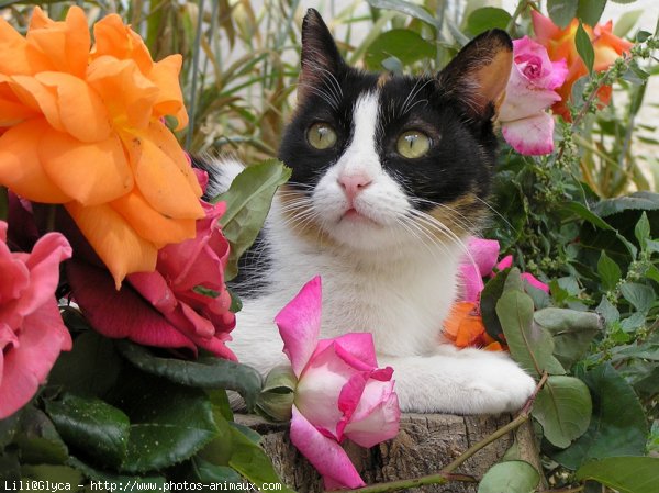 Photo de Chat domestique