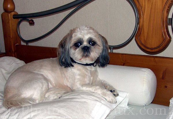 Photo de Shih tzu