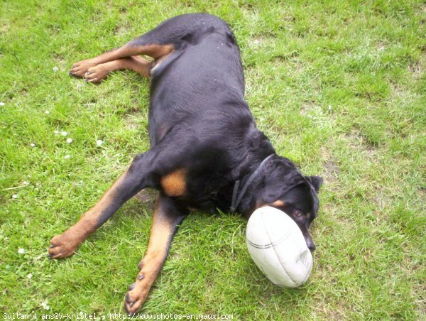 Photo de Rottweiler