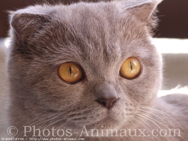 Photo de Scottish fold