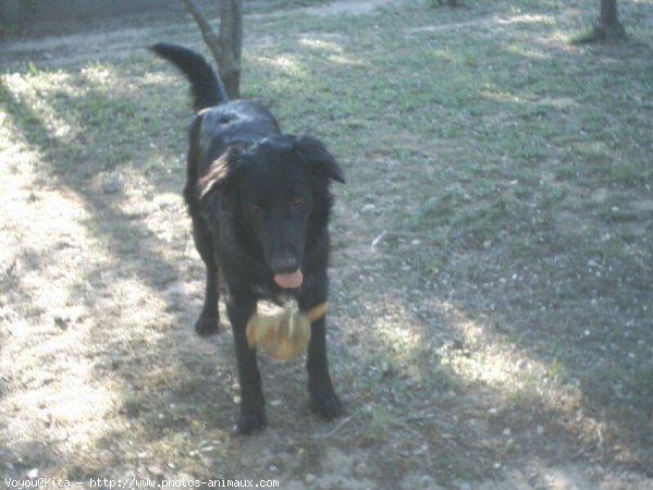 Photo de Retriever  poil plat