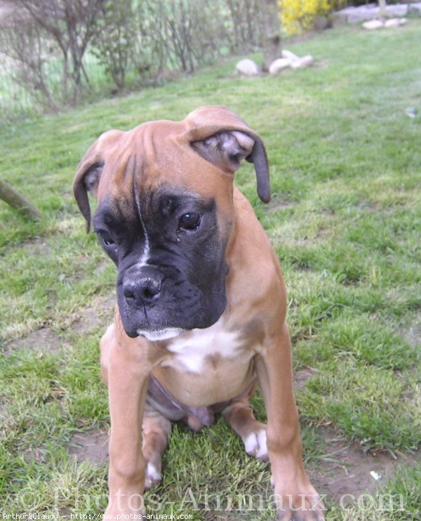 Photo de Boxer