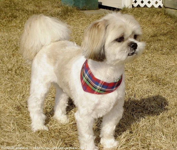 Photo de Shih tzu