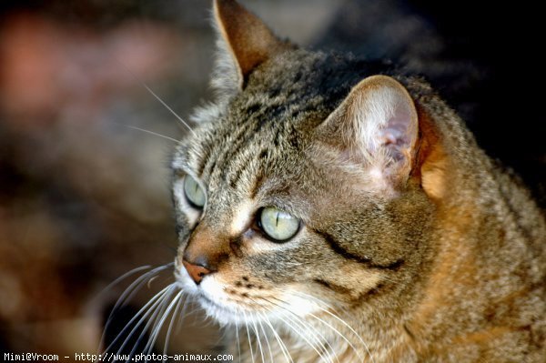 Photo de Chat domestique