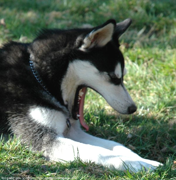 Photo de Husky siberien