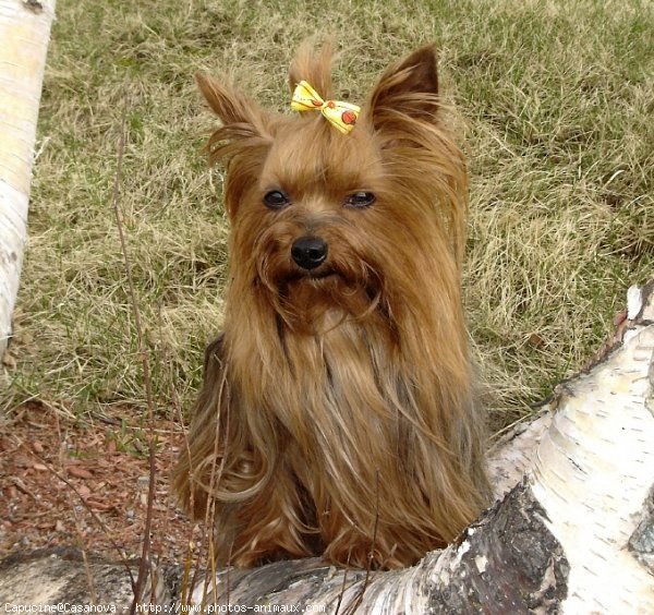 Photo de Yorkshire terrier