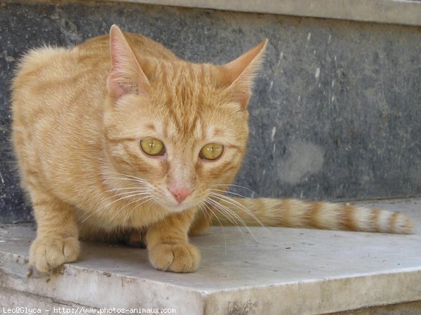 Photo de Chat domestique