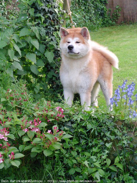 Photo d'Akita inu