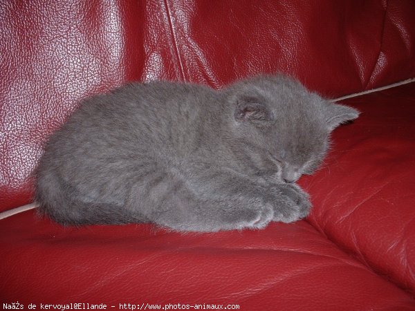 Photo de Chartreux