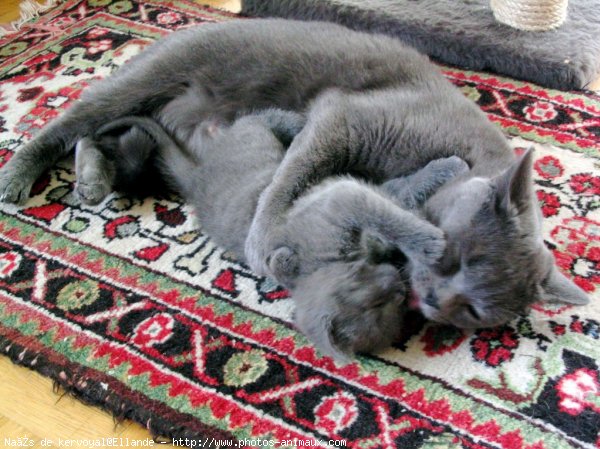 Photo de Chartreux