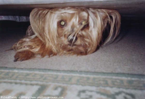 Photo de Yorkshire terrier