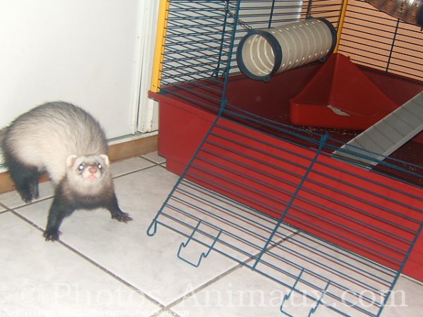 Photo de Furet