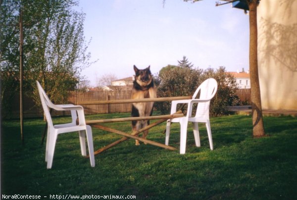 Photo de Berger allemand  poil court