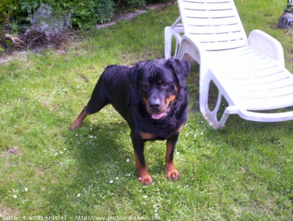 Photo de Rottweiler