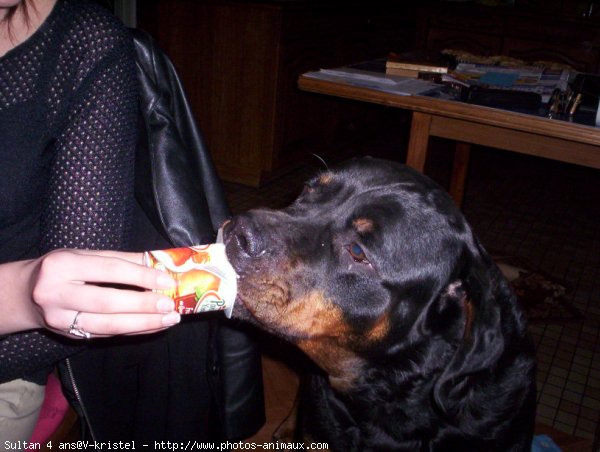 Photo de Rottweiler