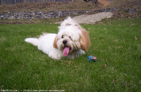 Photo de Lhassa apso