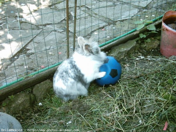 Photo de Lapin