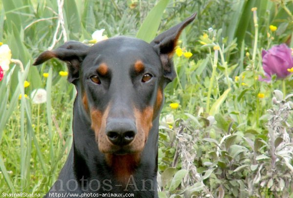 Photo de Dobermann