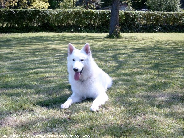 Photo de Berger blanc suisse