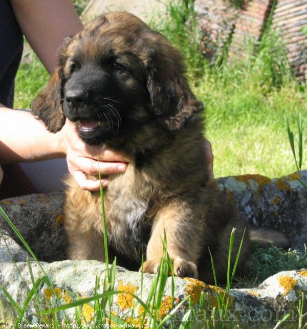 Photo de Leonberg